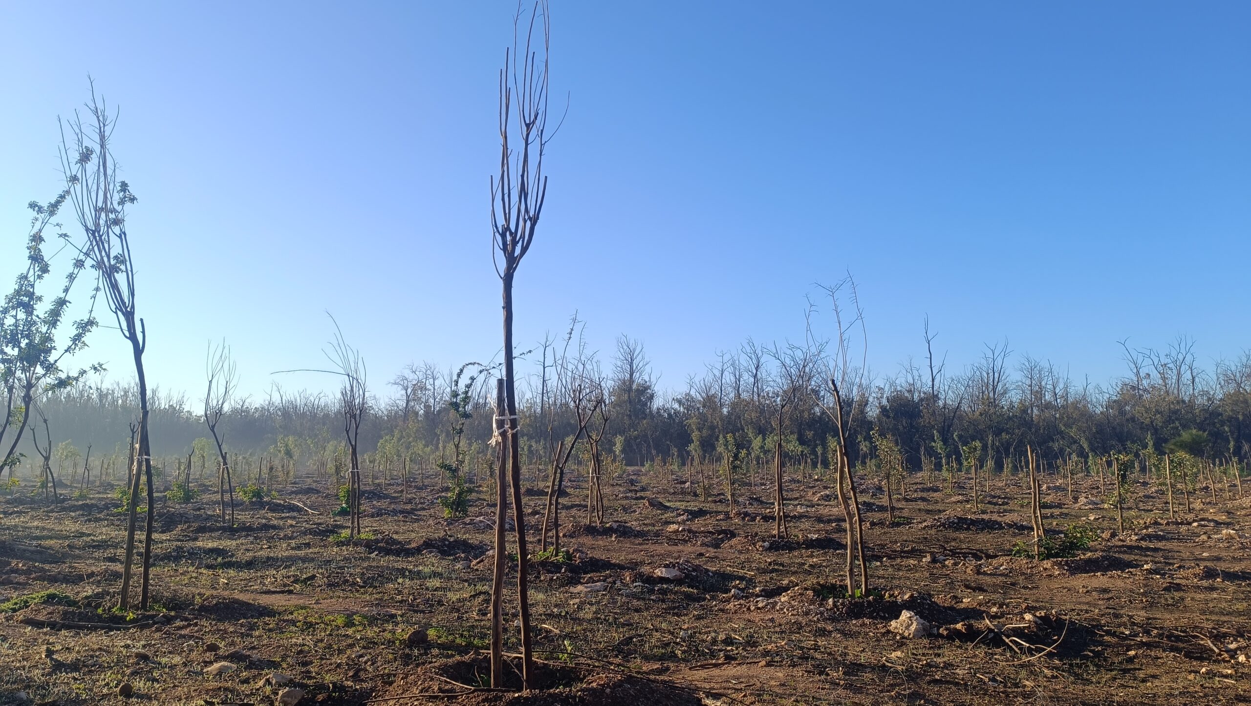 إقليم النواصر..إعادة تشجير مساحات ضعيفة من غابة بوسكورة التي تواجه تحديات بيئية خطيرة(الصور والفيديو)